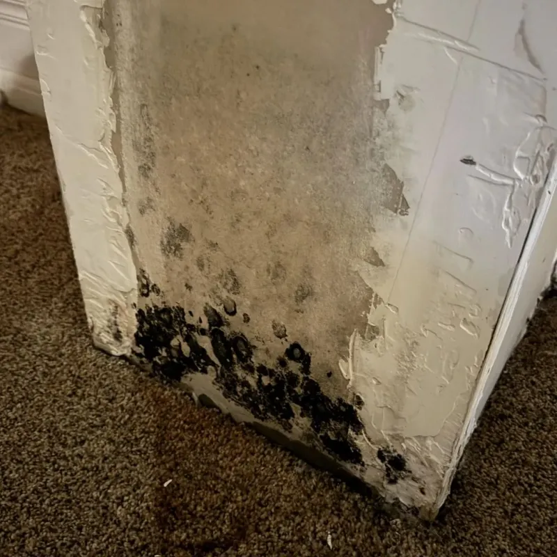 Professional Mold Removal in Laguna Hills, CA